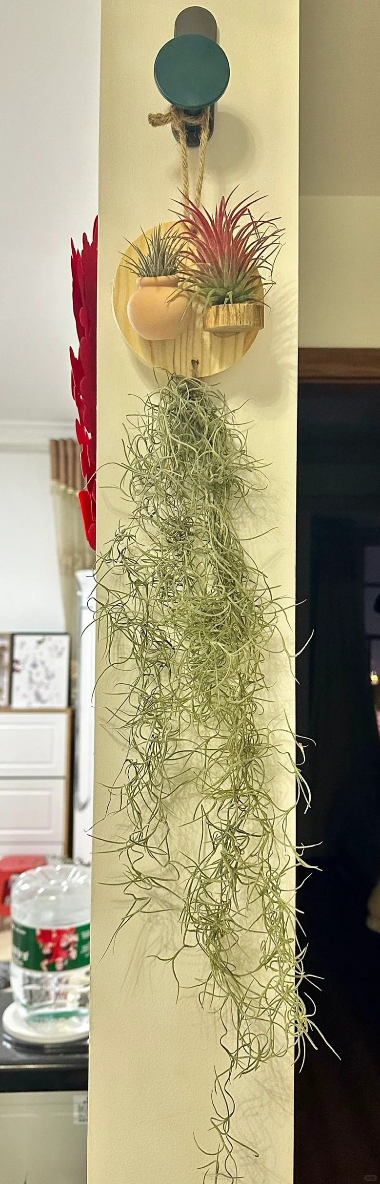 C&acirc;y kh&ocirc;ng kh&iacute;: Giải nhiệt m&ugrave;a h&egrave; kh&ocirc;ng cần đất - Ảnh 17.