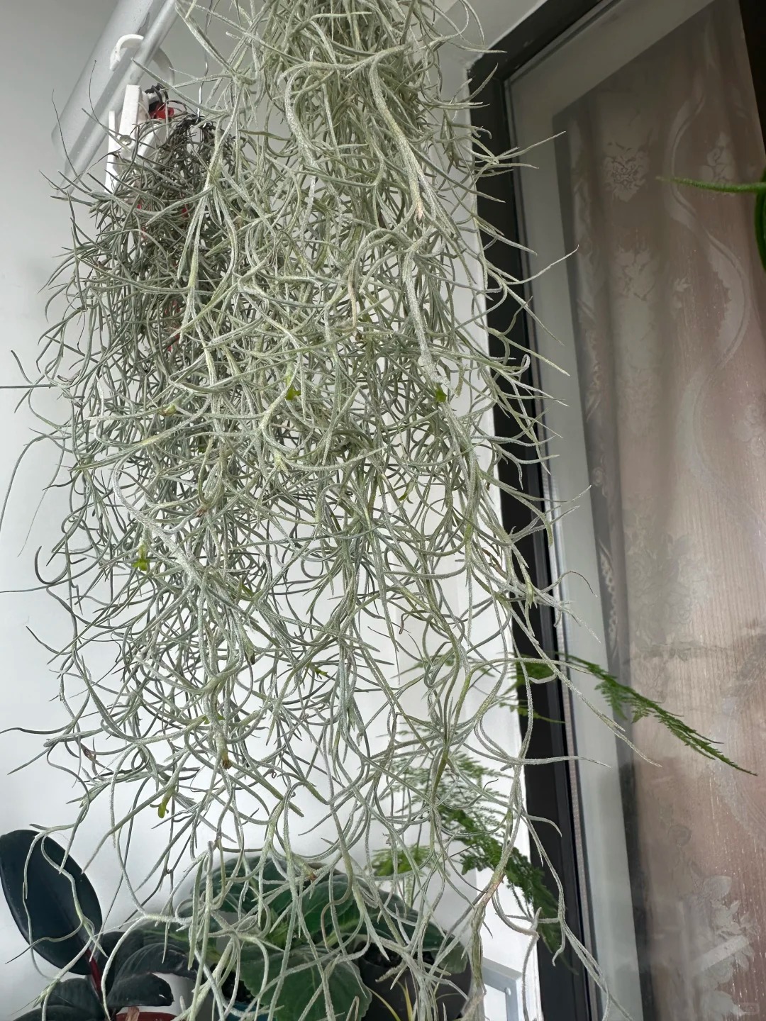 C&acirc;y kh&ocirc;ng kh&iacute;: Giải nhiệt m&ugrave;a h&egrave; kh&ocirc;ng cần đất - Ảnh 25.