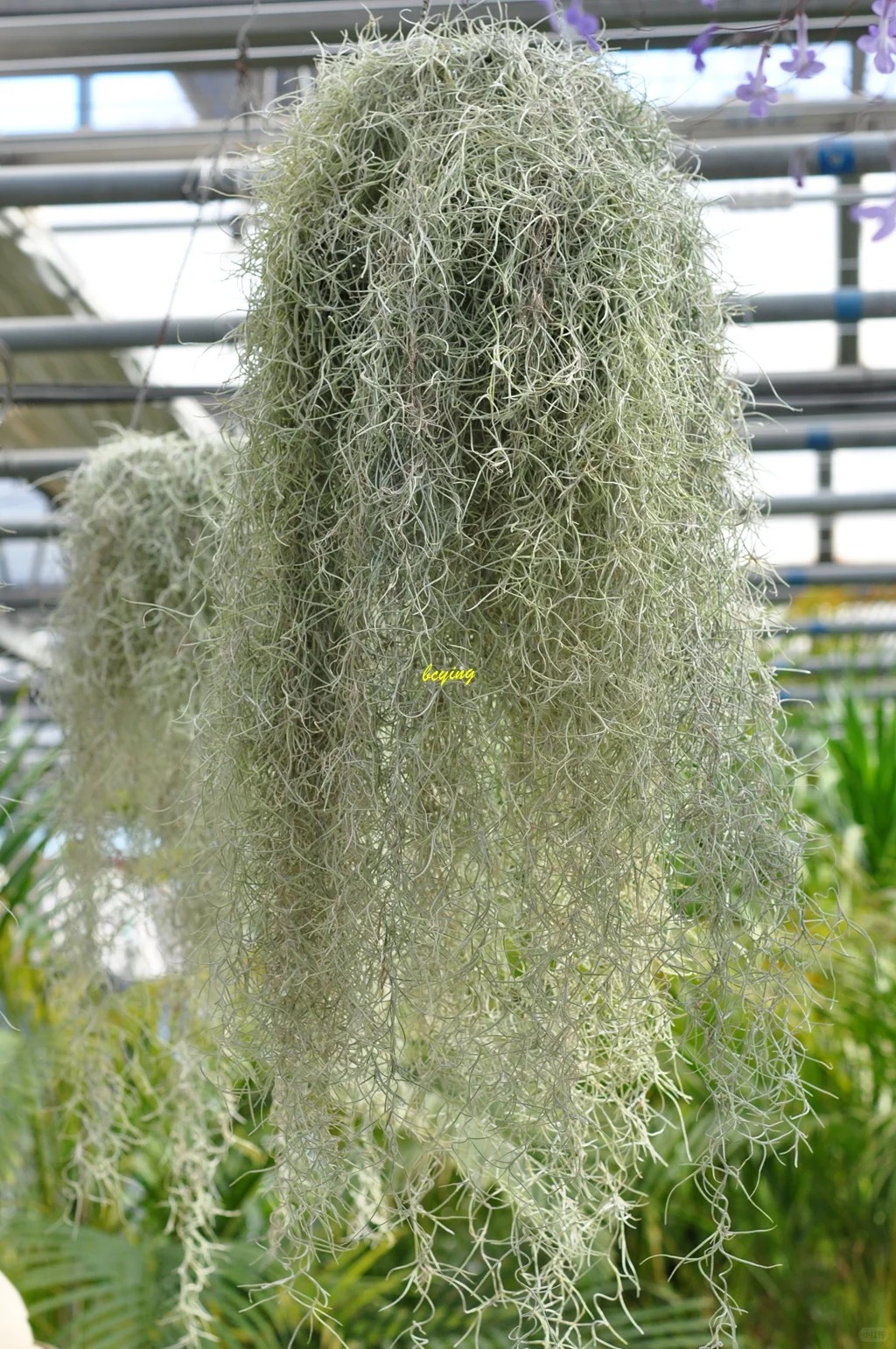 C&acirc;y kh&ocirc;ng kh&iacute;: Giải nhiệt m&ugrave;a h&egrave; kh&ocirc;ng cần đất - Ảnh 24.