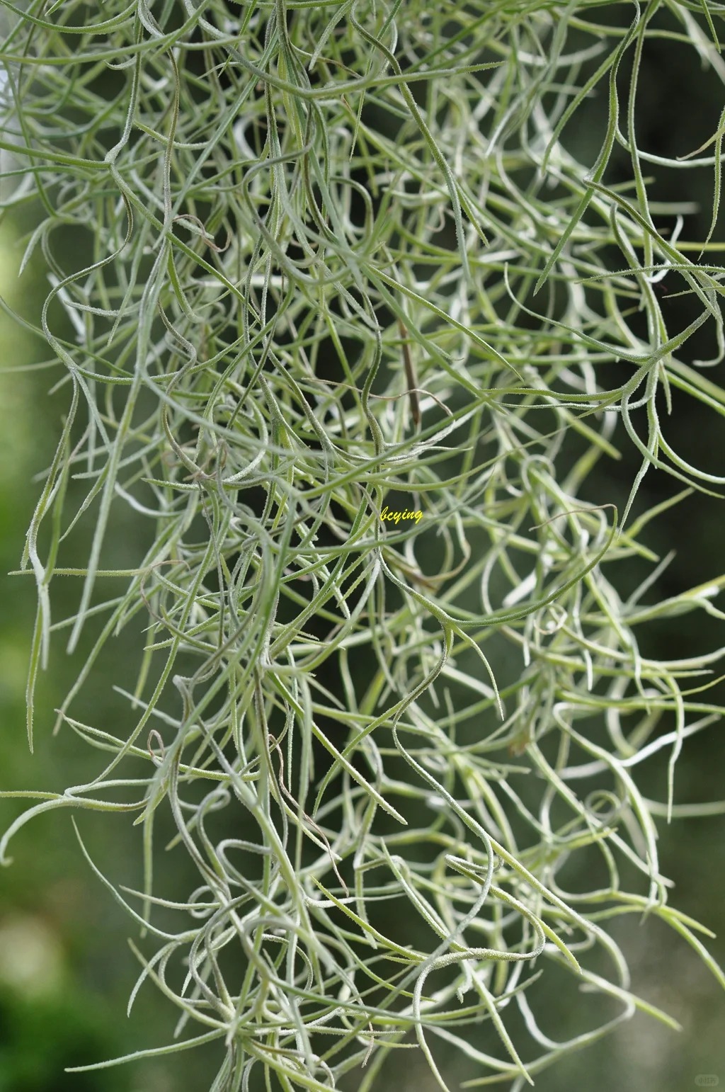 C&acirc;y kh&ocirc;ng kh&iacute;: Giải nhiệt m&ugrave;a h&egrave; kh&ocirc;ng cần đất - Ảnh 12.