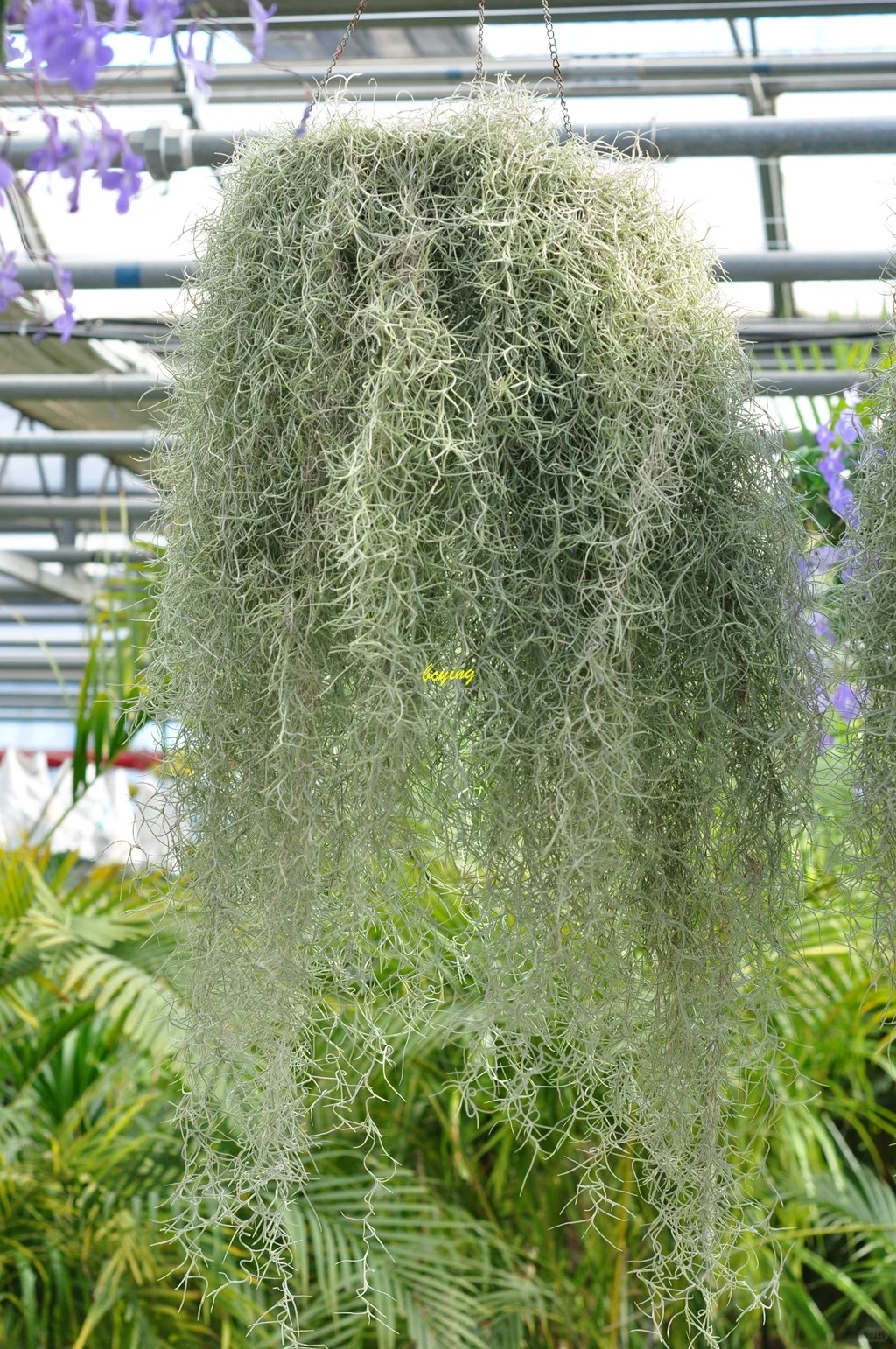 C&acirc;y kh&ocirc;ng kh&iacute;: Giải nhiệt m&ugrave;a h&egrave; kh&ocirc;ng cần đất - Ảnh 10.