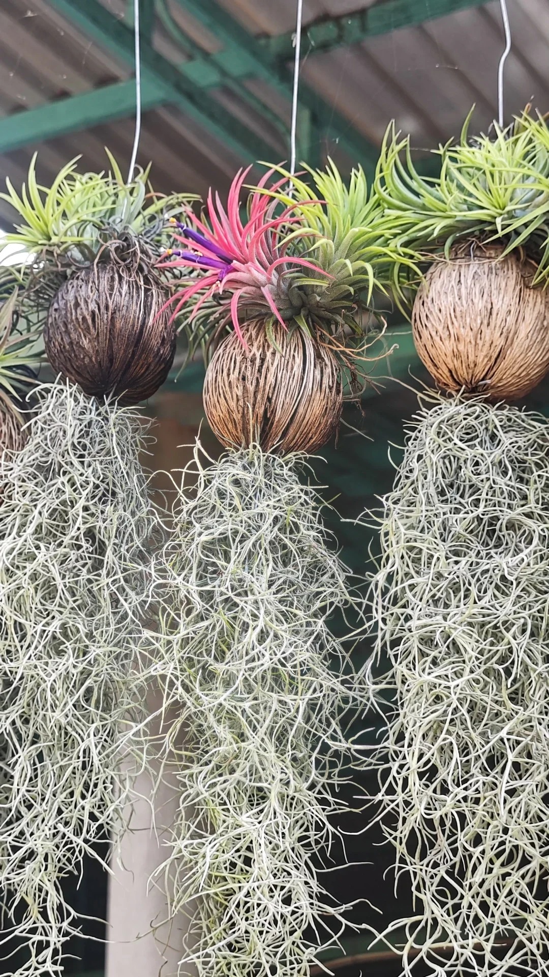 C&acirc;y kh&ocirc;ng kh&iacute;: Giải nhiệt m&ugrave;a h&egrave; kh&ocirc;ng cần đất - Ảnh 20.