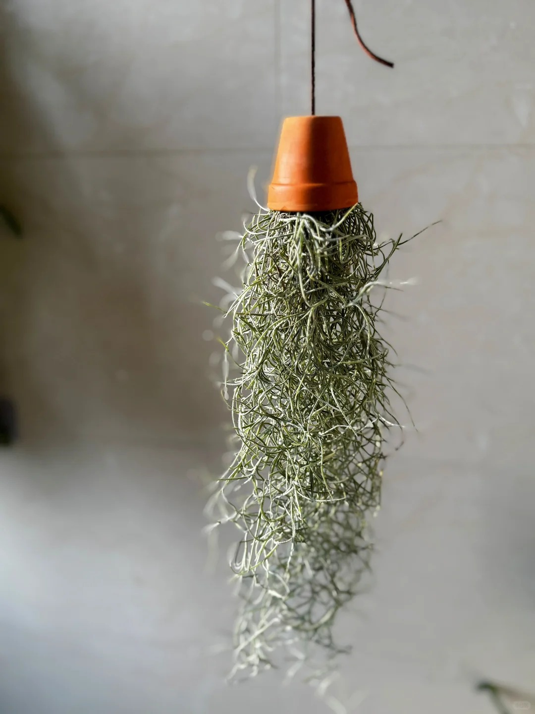 C&acirc;y kh&ocirc;ng kh&iacute;: Giải nhiệt m&ugrave;a h&egrave; kh&ocirc;ng cần đất - Ảnh 14.