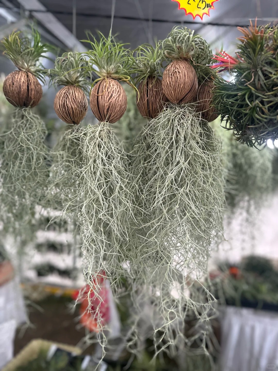 C&acirc;y kh&ocirc;ng kh&iacute;: Giải nhiệt m&ugrave;a h&egrave; kh&ocirc;ng cần đất - Ảnh 7.