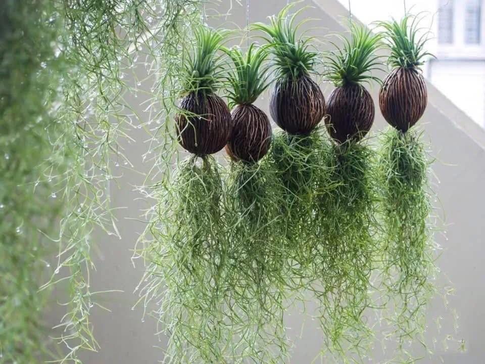 C&acirc;y kh&ocirc;ng kh&iacute;: Giải nhiệt m&ugrave;a h&egrave; kh&ocirc;ng cần đất - Ảnh 2.