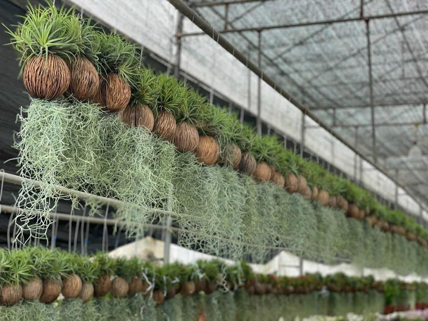 C&acirc;y kh&ocirc;ng kh&iacute;: Giải nhiệt m&ugrave;a h&egrave; kh&ocirc;ng cần đất - Ảnh 4.