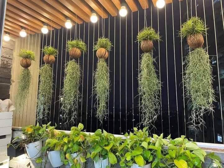 C&acirc;y kh&ocirc;ng kh&iacute;: Giải nhiệt m&ugrave;a h&egrave; kh&ocirc;ng cần đất - Ảnh 3.