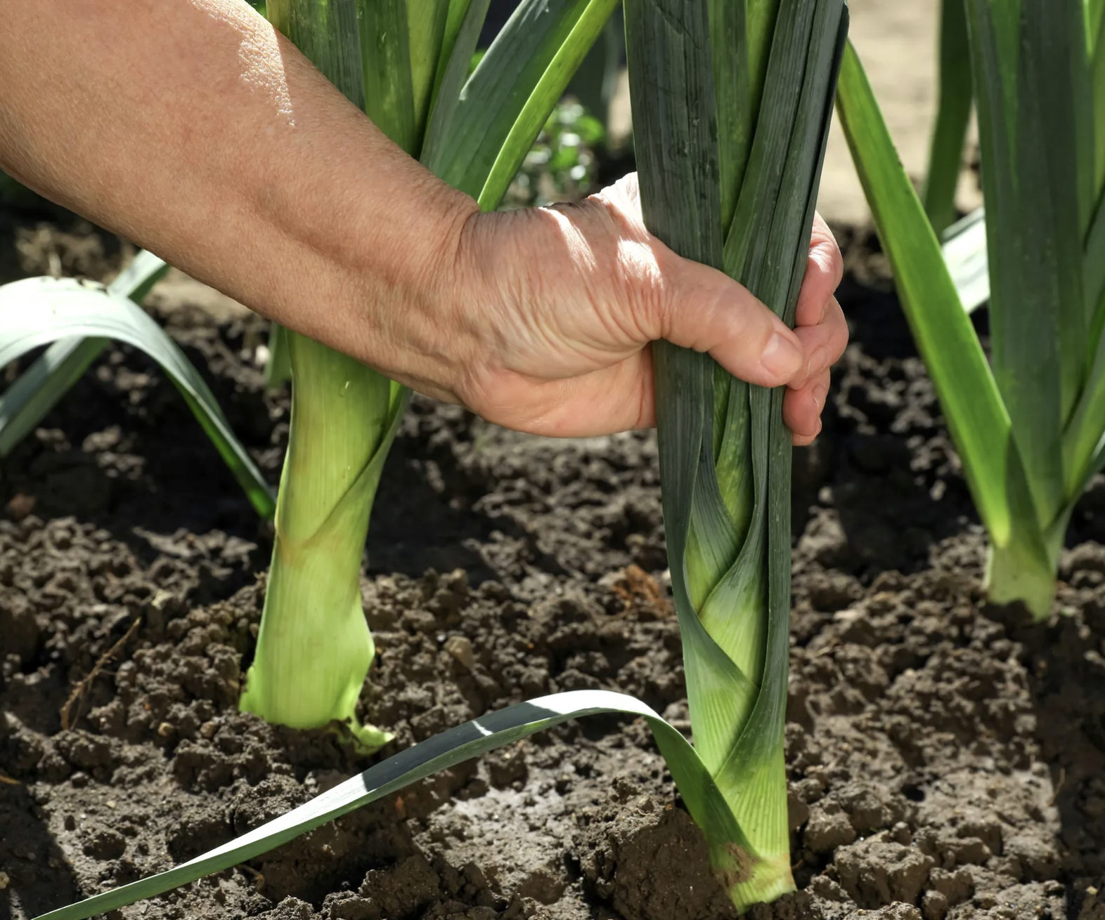 screenshot 2026 04 05 at 104431 1775366472812 17753664730571152898106