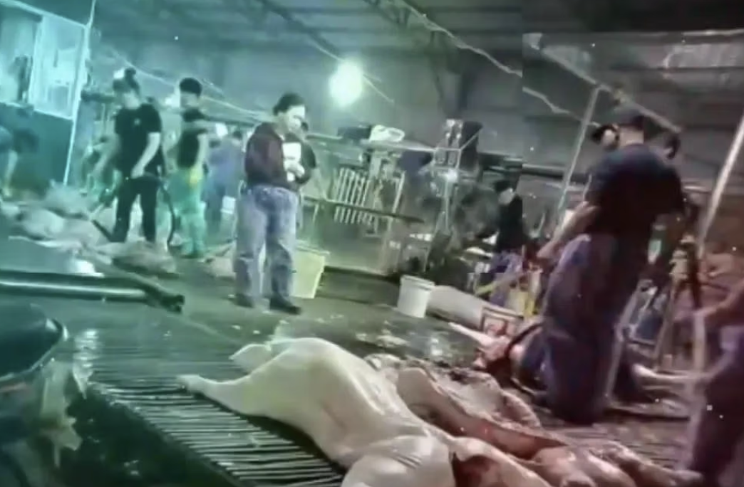 C&ocirc;ng an H&agrave; Nội th&ocirc;ng tin vụ c&aacute;n bộ kiểm dịch th&uacute; y "v&ograve;i tiền" tiếp tay ti&ecirc;u thụ 3.600 con heo bệnh  - Ảnh 2.