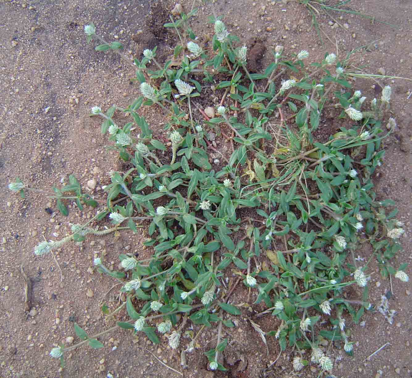 - Ảnh 2. - Ảnh 2.