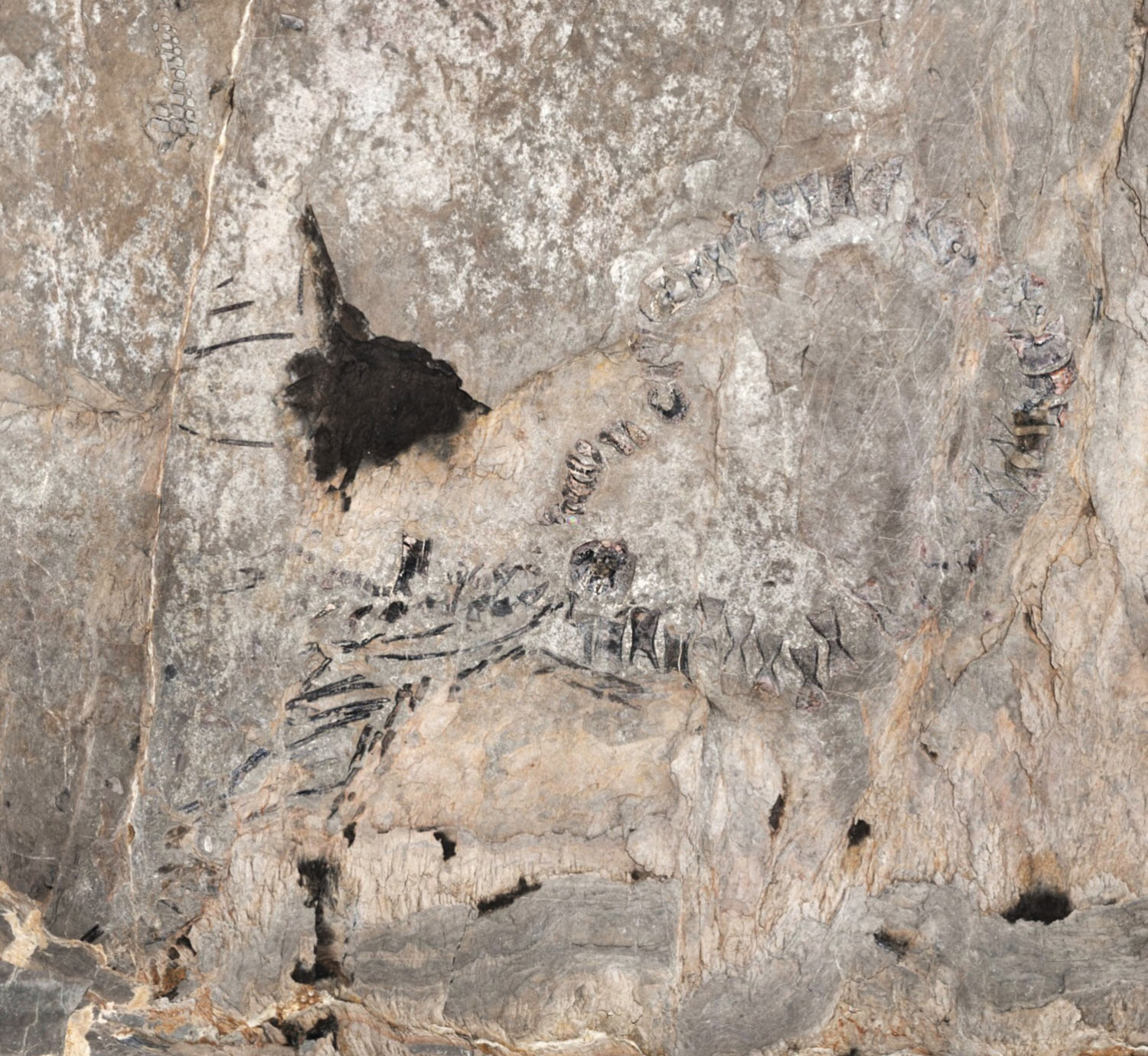 Thủy qu&aacute;i 145 triệu tuổi chưa r&otilde; lo&agrave;i g&igrave; "trỗi dậy" ở Cuba - Ảnh 1.