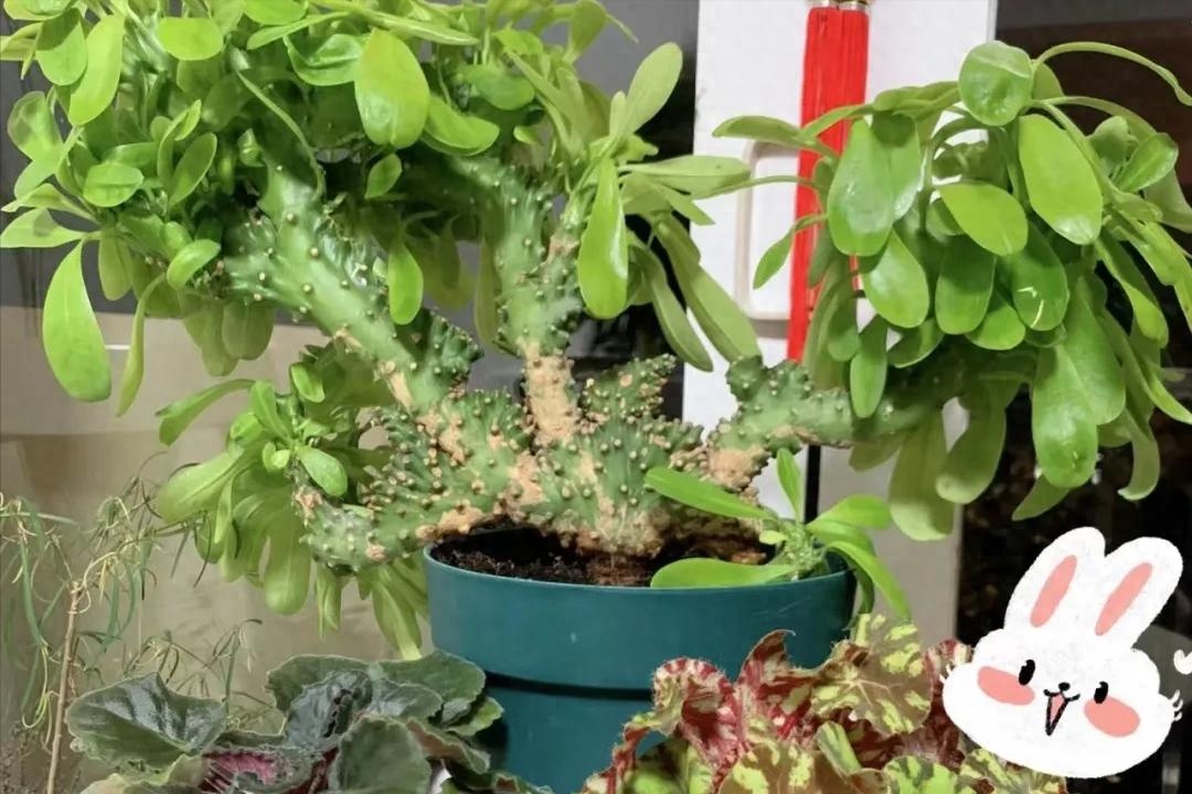 3 c&acirc;y độc đ&aacute;o n&ecirc;n trồng trong nh&agrave; h&uacute;t t&agrave;i lộc v&agrave; xua đuổi t&agrave; kh&iacute; - Ảnh 1.