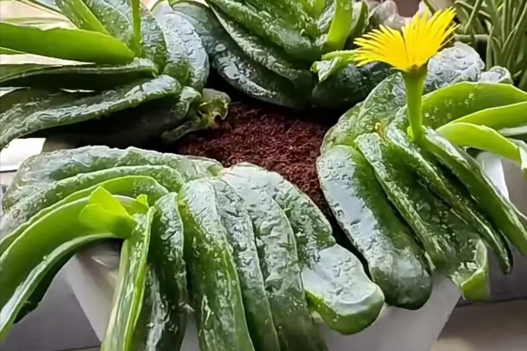 3 c&acirc;y độc đ&aacute;o n&ecirc;n trồng trong nh&agrave; h&uacute;t t&agrave;i lộc v&agrave; xua đuổi t&agrave; kh&iacute; - Ảnh 2.