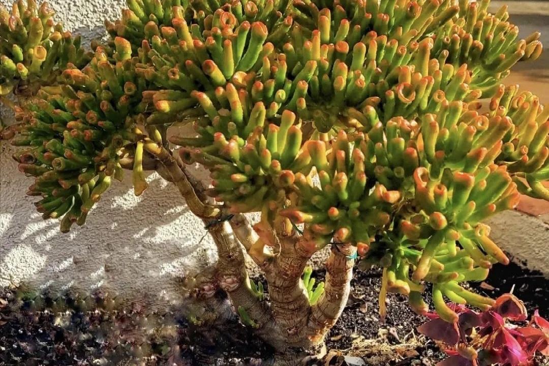 3 c&acirc;y độc đ&aacute;o n&ecirc;n trồng trong nh&agrave; h&uacute;t t&agrave;i lộc v&agrave; xua đuổi t&agrave; kh&iacute; - Ảnh 4.