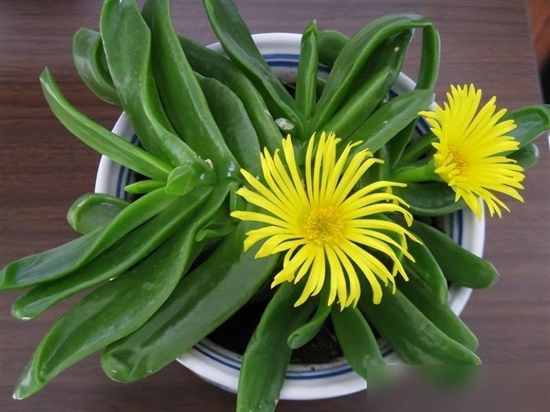 3 c&acirc;y độc đ&aacute;o n&ecirc;n trồng trong nh&agrave; h&uacute;t t&agrave;i lộc v&agrave; xua đuổi t&agrave; kh&iacute; - Ảnh 3.