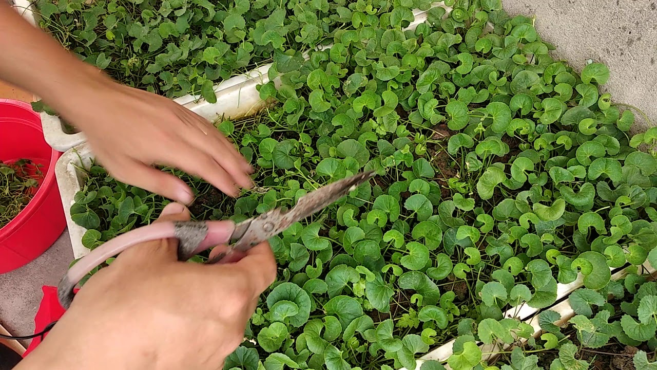 3 loại rau n&ecirc;n trồng trong vườn nh&agrave;, c&oacute; 1 c&acirc;y cũng tốt đủ đường - Ảnh 1.