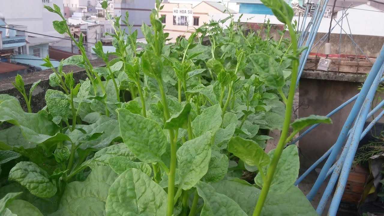 5 loại rau m&ugrave;a h&egrave; dễ trồng nhất, lại nhanh được thu hoạch - Ảnh 2.