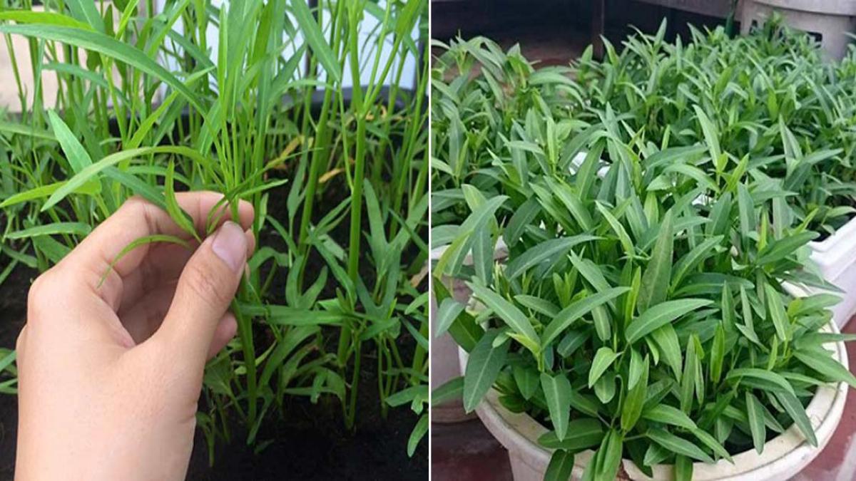 5 loại rau m&ugrave;a h&egrave; dễ trồng nhất, lại nhanh được thu hoạch - Ảnh 1.
