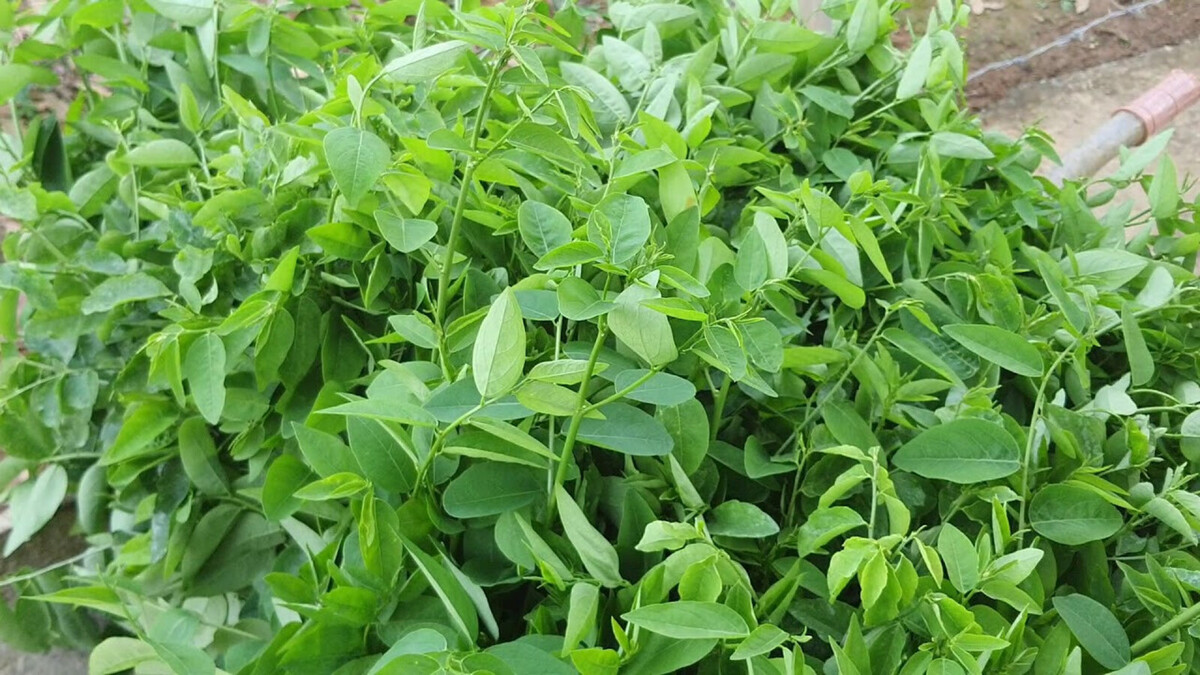 5 loại rau m&ugrave;a h&egrave; dễ trồng nhất, lại nhanh được thu hoạch - Ảnh 3.