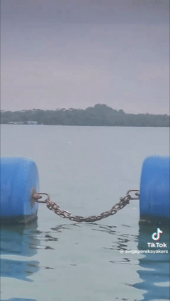 Thấy 'thủy quái' bơi vụt qua trước mặt, nhóm người vội gọi hỗ trợ, chuyên gia nói: Đây là điều rất hiếm! - Ảnh 2.