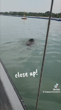 Thấy 'thủy quái' bơi vụt qua trước mặt, nhóm người vội gọi hỗ trợ, chuyên gia nói: Đây là điều rất hiếm! - Ảnh 3.