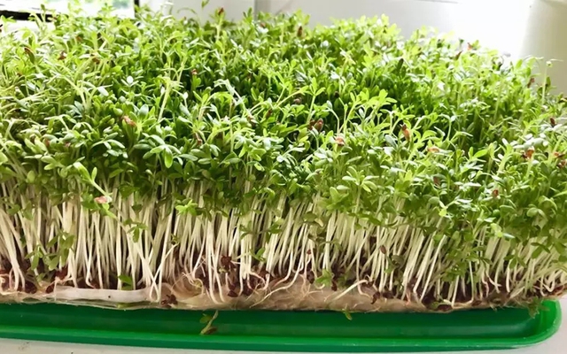 3 loại rau n&ecirc;n trồng ngay kh&ocirc;ng cần đất gieo, chỉ 5 ng&agrave;y l&agrave; c&oacute; rau ăn - Ảnh 1.