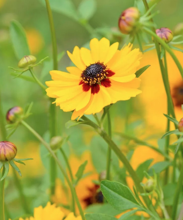 5 loại cây trồng trong chậu cực kỳ dễ sống - quên tưới cũng chẳng sao 19 cuc 1775621715200 177562171603588379297