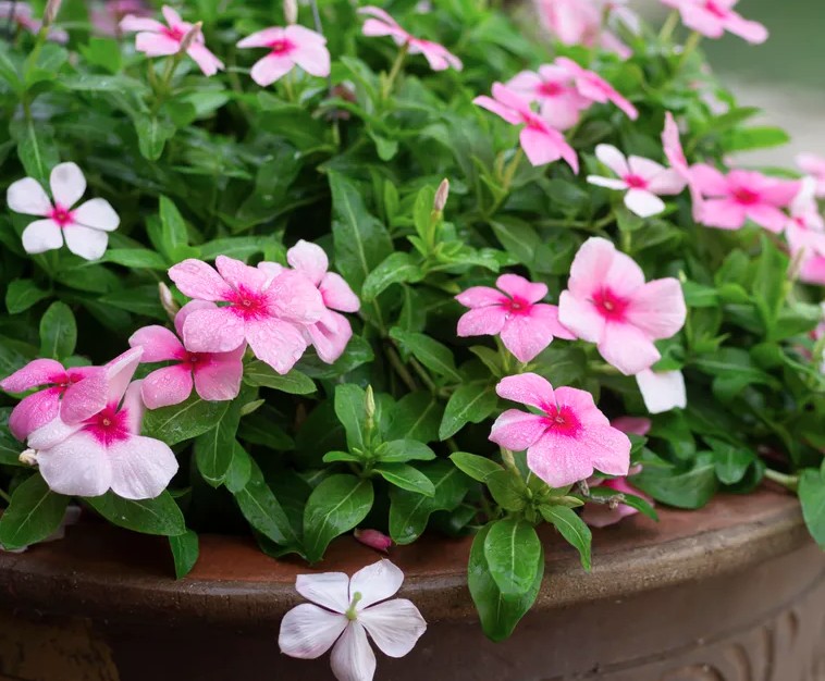 5 loại cây trồng trong chậu cực kỳ dễ sống - quên tưới cũng chẳng sao 23 dua can 1775621723679 17756217240591002354715