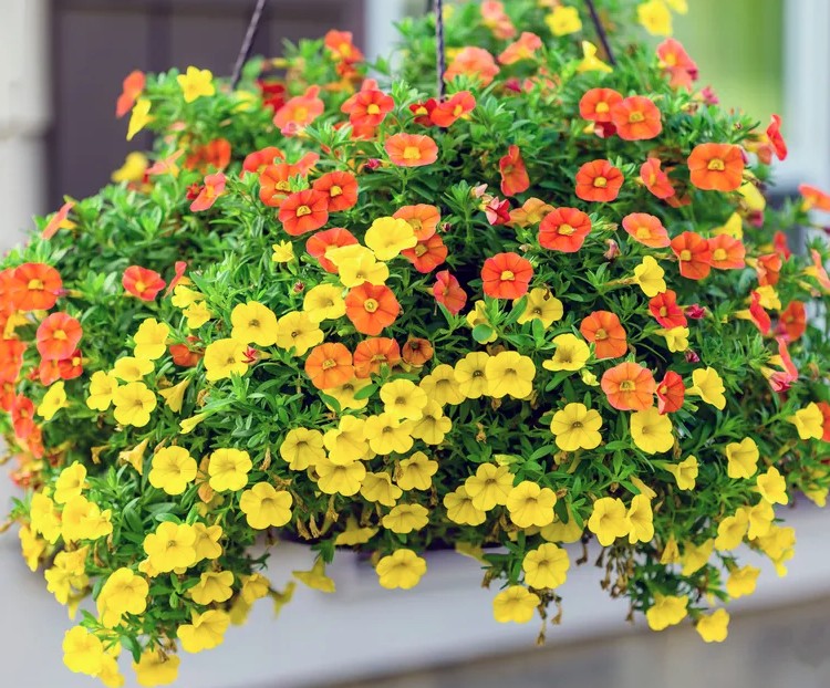 5 loại cây trồng trong chậu cực kỳ dễ sống - quên tưới cũng chẳng sao 22 hoa trieu chuong 1775621720576 17756217217241795894113