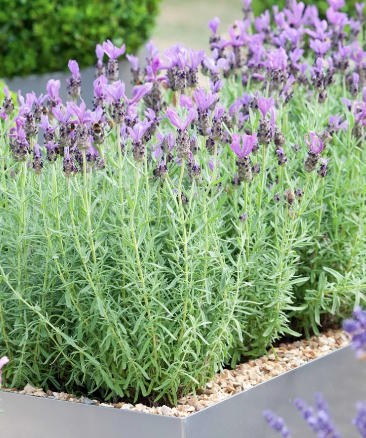 5 loại cây trồng trong chậu cực kỳ dễ sống - quên tưới cũng chẳng sao 20 oai huong 2 1775621717185 17756217174581861577795