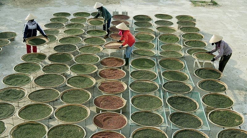 Mỹ v&agrave; Trung Quốc tăng cường mua hồ ti&ecirc;u Việt Nam , thị trường bứt ph&aacute; 2026 - Ảnh 4.