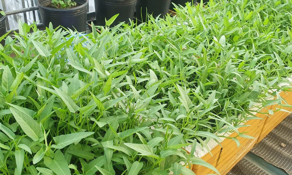 3 loại rau người Việt n&ecirc;n trồng trong nh&agrave;: Dễ chăm, nhanh thu hoạch, tốt cho sức khỏe - Ảnh 3.