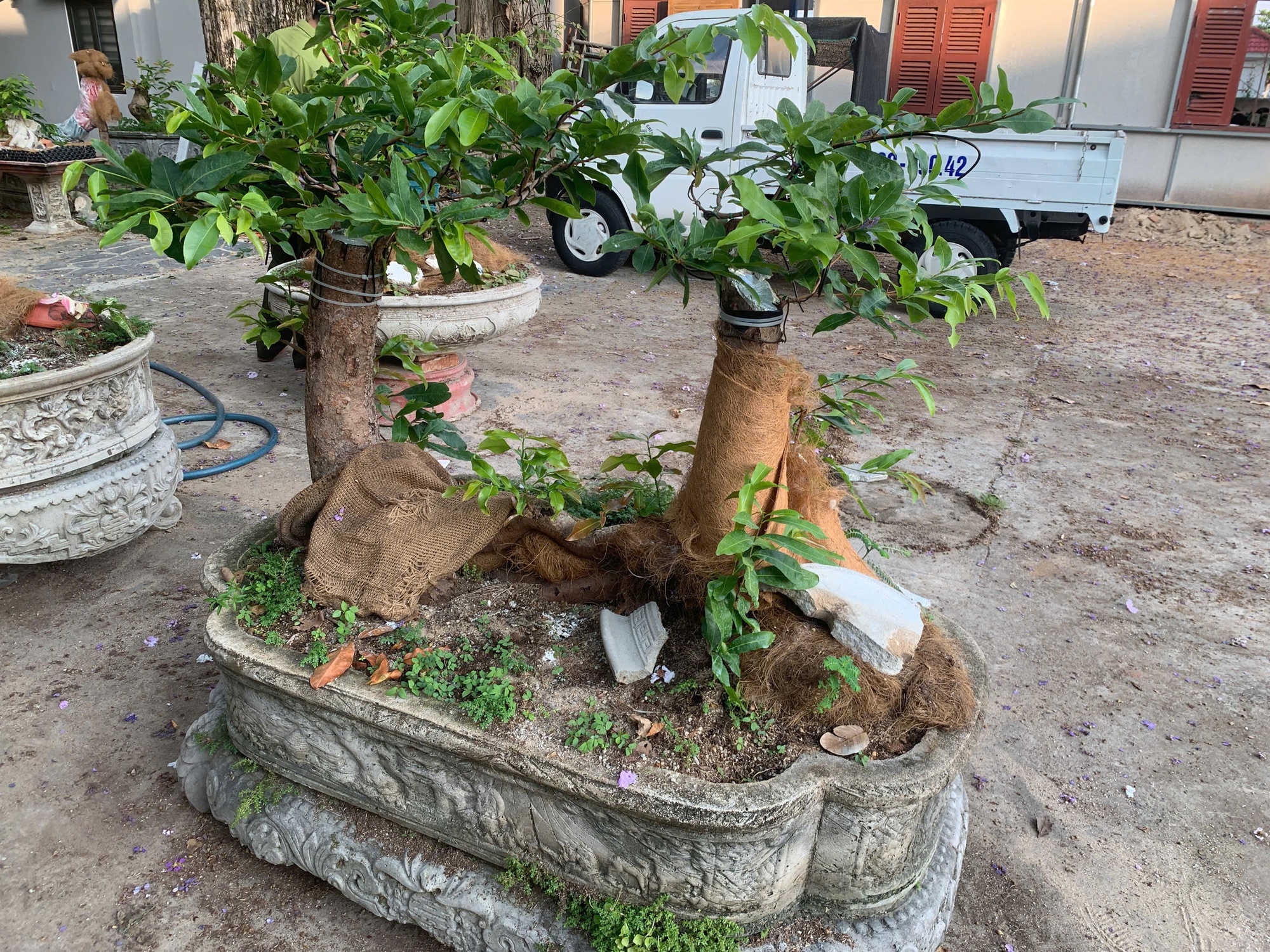 Hạt Kiểm l&acirc;m C&ocirc;n Đảo xử phạt 42 c&acirc;y mai v&agrave;ng kh&ocirc;ng r&otilde; nguồn gốc - Ảnh 2.