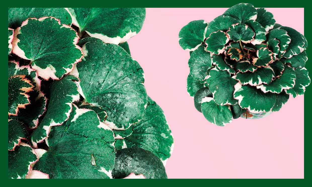 Trồng cây có thể mang lại hạnh phúc cho cả gia đình: Đây là 7 loại rất đáng để thử - Ảnh 4. Trồng cây có thể mang lại hạnh phúc cho cả gia đình: Đây là 7 loại rất đáng để thử - Ảnh 4.