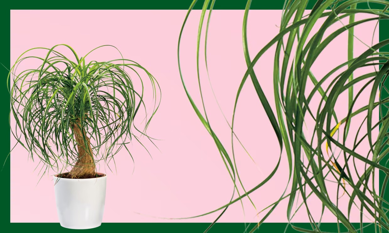 Trồng cây có thể mang lại hạnh phúc cho cả gia đình: Đây là 7 loại rất đáng để thử - Ảnh 5. Trồng cây có thể mang lại hạnh phúc cho cả gia đình: Đây là 7 loại rất đáng để thử - Ảnh 5.