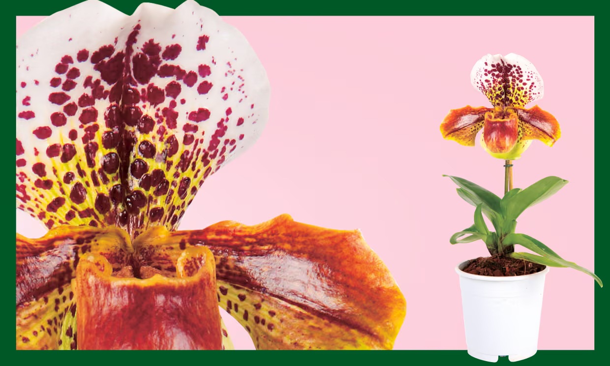 Trồng cây có thể mang lại hạnh phúc cho cả gia đình: Đây là 7 loại rất đáng để thử - Ảnh 6. Trồng cây có thể mang lại hạnh phúc cho cả gia đình: Đây là 7 loại rất đáng để thử - Ảnh 6.