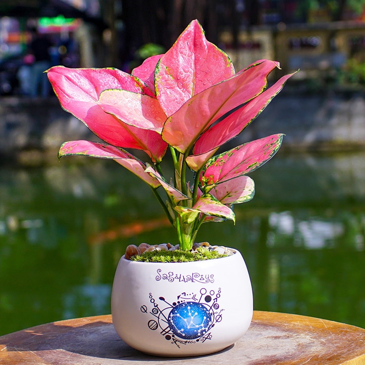 Trồng cây có thể mang lại hạnh phúc cho cả gia đình: Đây là 7 loại rất đáng để thử - Ảnh 2. Trồng cây có thể mang lại hạnh phúc cho cả gia đình: Đây là 7 loại rất đáng để thử - Ảnh 2.