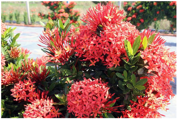 6 loại cây trồng bên mộ giúp tụ khí, mang phúc lộc cho con cháu - Ảnh 4. 6 loại cây trồng bên mộ giúp tụ khí, mang phúc lộc cho con cháu - Ảnh 4.