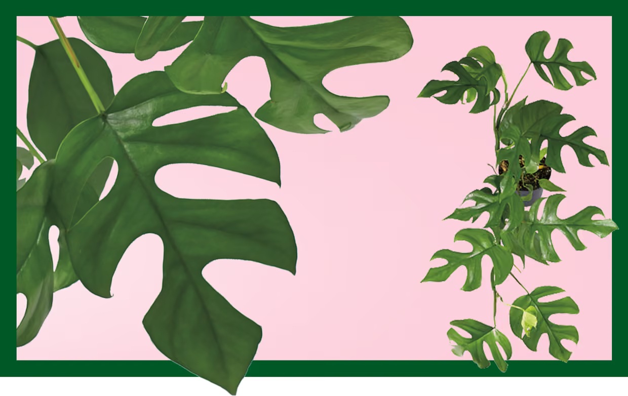 Trồng cây có thể mang lại hạnh phúc cho cả gia đình: Đây là 7 loại rất đáng để thử - Ảnh 7. Trồng cây có thể mang lại hạnh phúc cho cả gia đình: Đây là 7 loại rất đáng để thử - Ảnh 7.