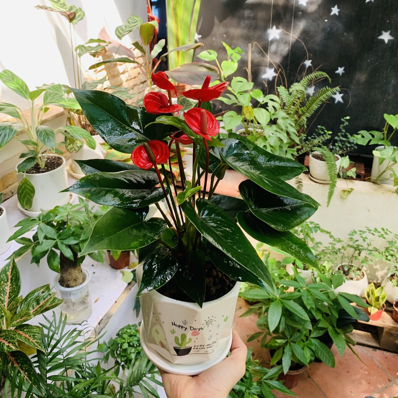 Trồng cây có thể mang lại hạnh phúc cho cả gia đình: Đây là 7 loại rất đáng để thử - Ảnh 3. Trồng cây có thể mang lại hạnh phúc cho cả gia đình: Đây là 7 loại rất đáng để thử - Ảnh 3.