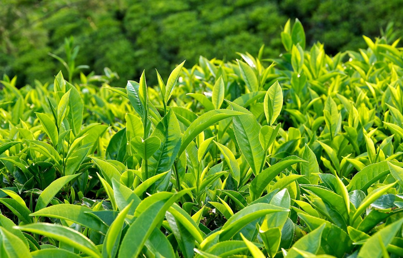 Đ&acirc;y l&agrave; loại đồ uống m&agrave; đột quỵ rất "sợ": Nhiều người Việt uống hằng ng&agrave;y m&agrave; kh&ocirc;ng biết - Ảnh 2.