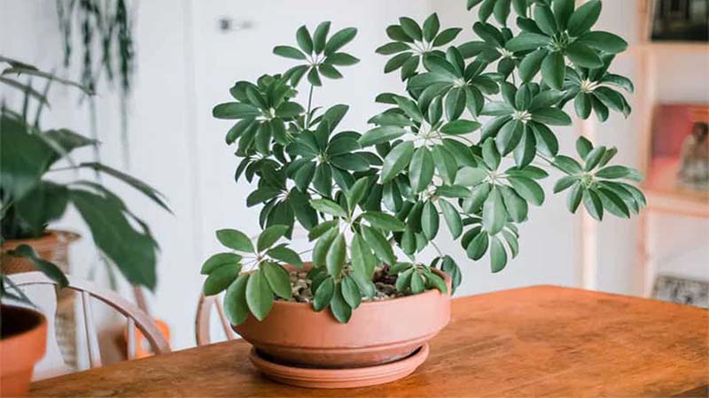 3 loại c&acirc;y người gi&agrave;u thường chọn trồng trong nh&agrave;: "G&aacute;c cửa" giữ tiền, chặn xui - Ảnh 1.