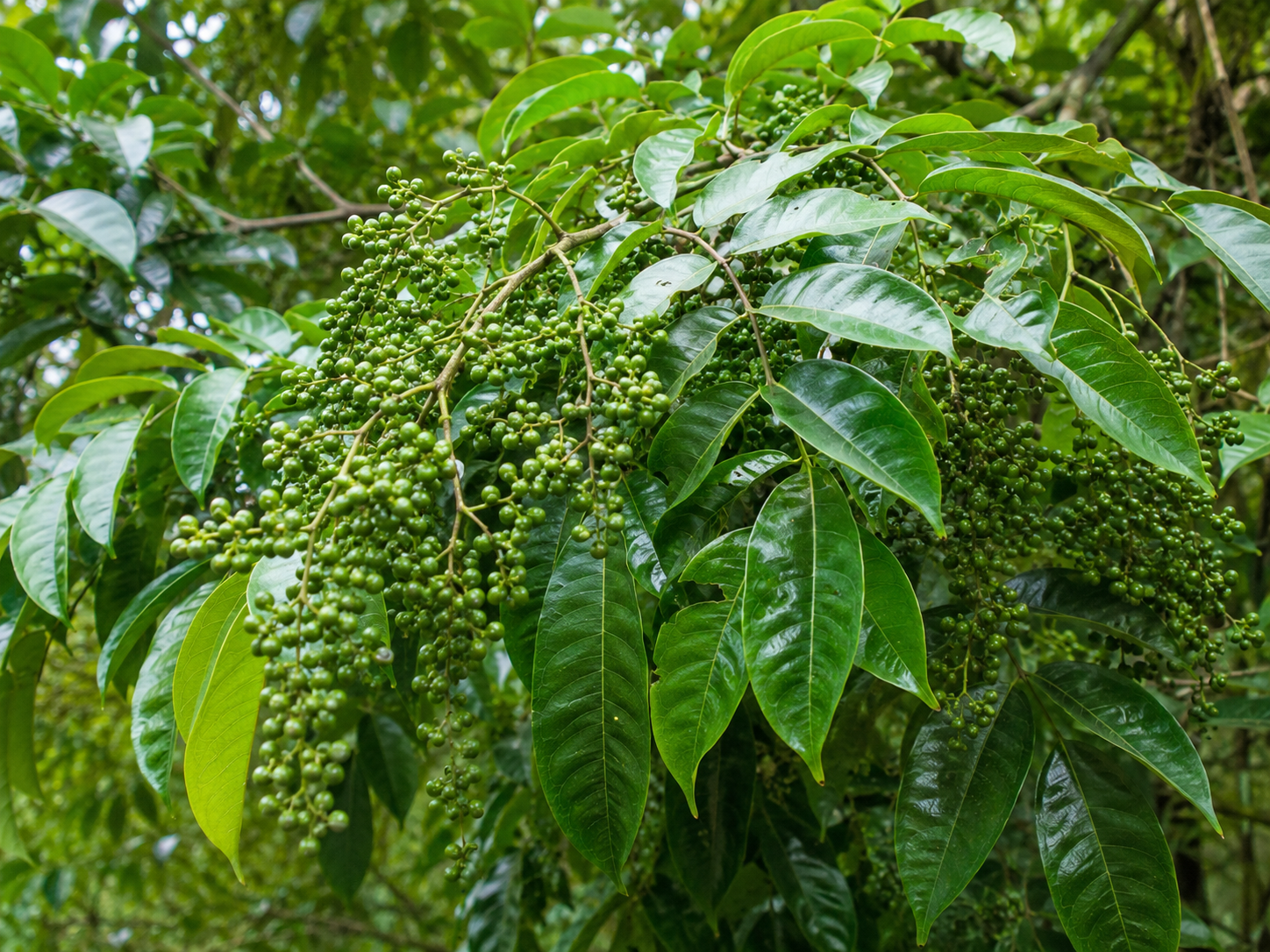  - Ảnh 1.