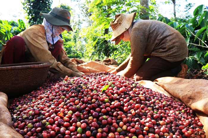 C&agrave; ph&ecirc; xuất khẩu chịu &aacute;p lực giảm gi&aacute; khi nguồn cung to&agrave;n cầu tăng mạnh - Ảnh 1.