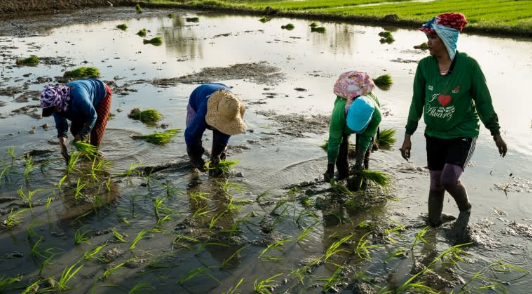 Bu&ocirc;̀n của quốc gia nhập khẩu gạo lớn nhất thế giới: Sản lượng sắp giảm mạnh gần 1 nửa, gi&aacute; gạo nhập đe doạ h&agrave;ng nội địa  - Ảnh 1.
