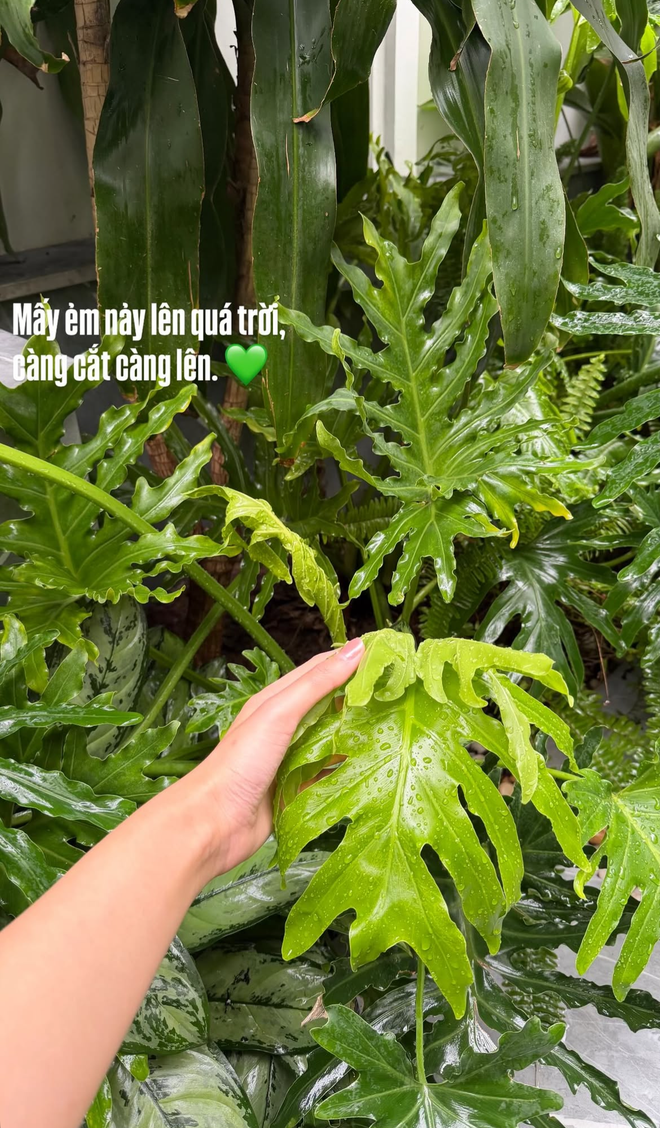 T&igrave;nh trạng khu vườn ở biệt thự mấy chục tỷ tiết lộ sự thật về Do&atilde;n Hải My - Ảnh 20.