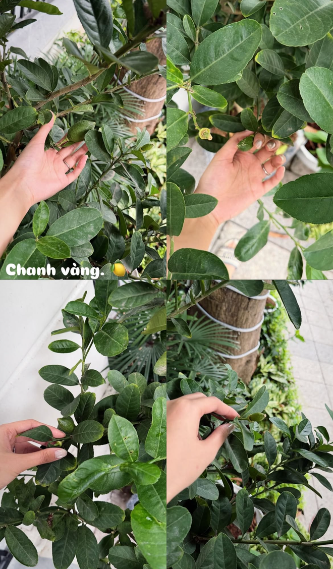T&igrave;nh trạng khu vườn ở biệt thự mấy chục tỷ tiết lộ sự thật về Do&atilde;n Hải My - Ảnh 15.