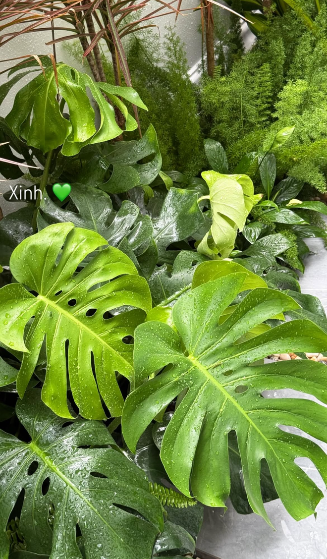 T&igrave;nh trạng khu vườn ở biệt thự mấy chục tỷ tiết lộ sự thật về Do&atilde;n Hải My - Ảnh 19.