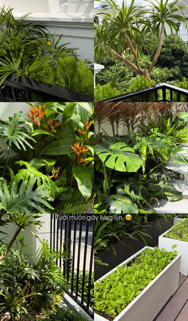 T&igrave;nh trạng khu vườn ở biệt thự mấy chục tỷ tiết lộ sự thật về Do&atilde;n Hải My - Ảnh 8.