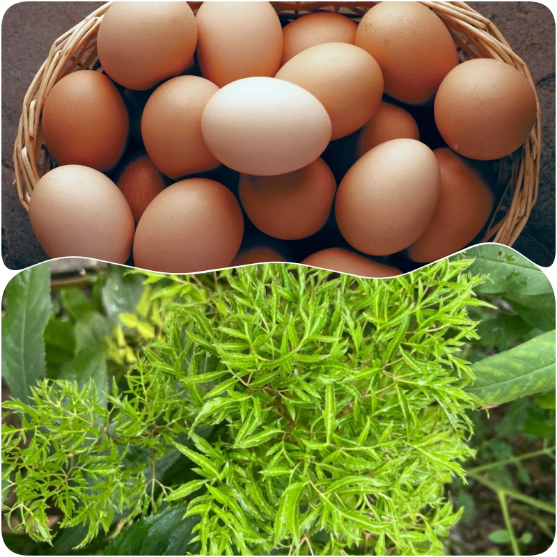 Đừng chỉ r&aacute;n trứng với h&agrave;nh, h&atilde;y r&aacute;n với l&aacute; đinh lăng v&igrave; 4 l&yacute; do n&agrave;y - Ảnh 1.